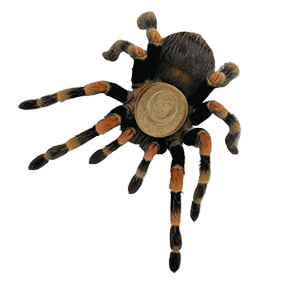 FarmSpider